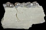 Oreodont (Merycoidodon) Jaw Section - South Dakota #136049-1